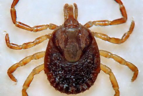 Carrapato-Estrela: Curiosidades, Habitat, Doenças e Imagens | Mundo ...