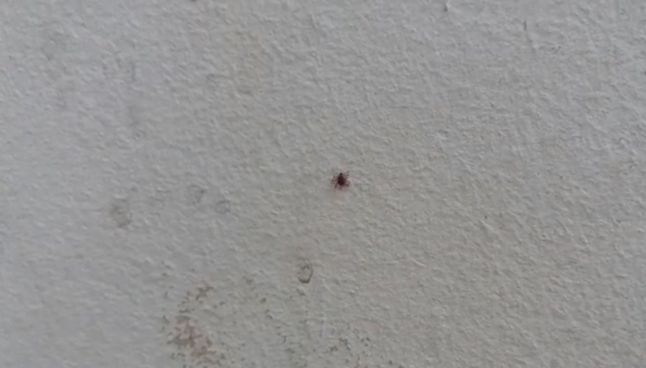 Carrapatos em Casa