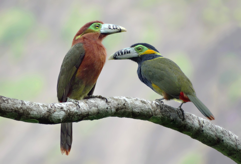 Casal de Araçari-Poca