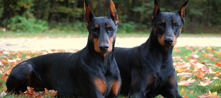 Casal de Dobermann Adulto