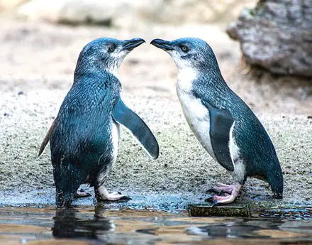 Casal de Pinguim Azul na Praia
