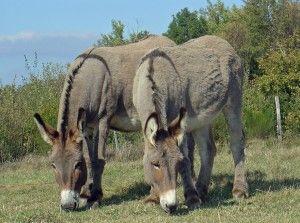 Casal de Provence Donkey 