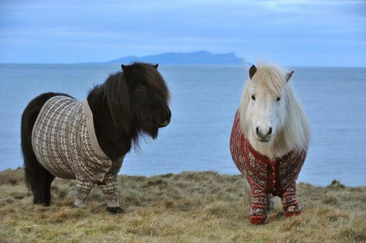 Casal de Pônei Shetland Com Roupa 