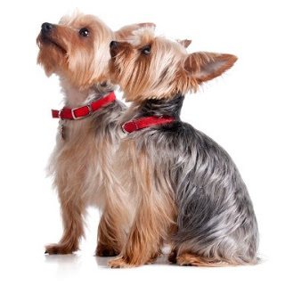 Casal de Silky Terrier