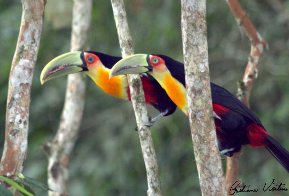 Casal de Tucano-De-Bico-Verde