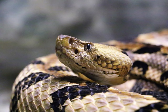 Qual a Cobra Mais Venenosa: Cascavel Ou Jararaca?