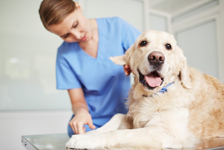 Castramento De Cães