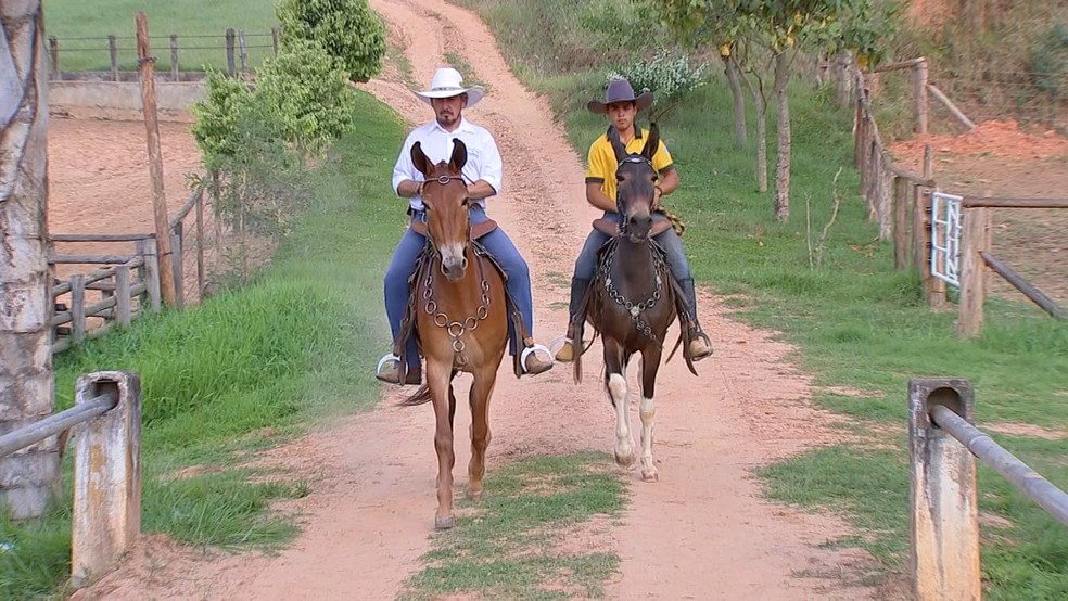 Cavalgando Mulas Marchadeiras 