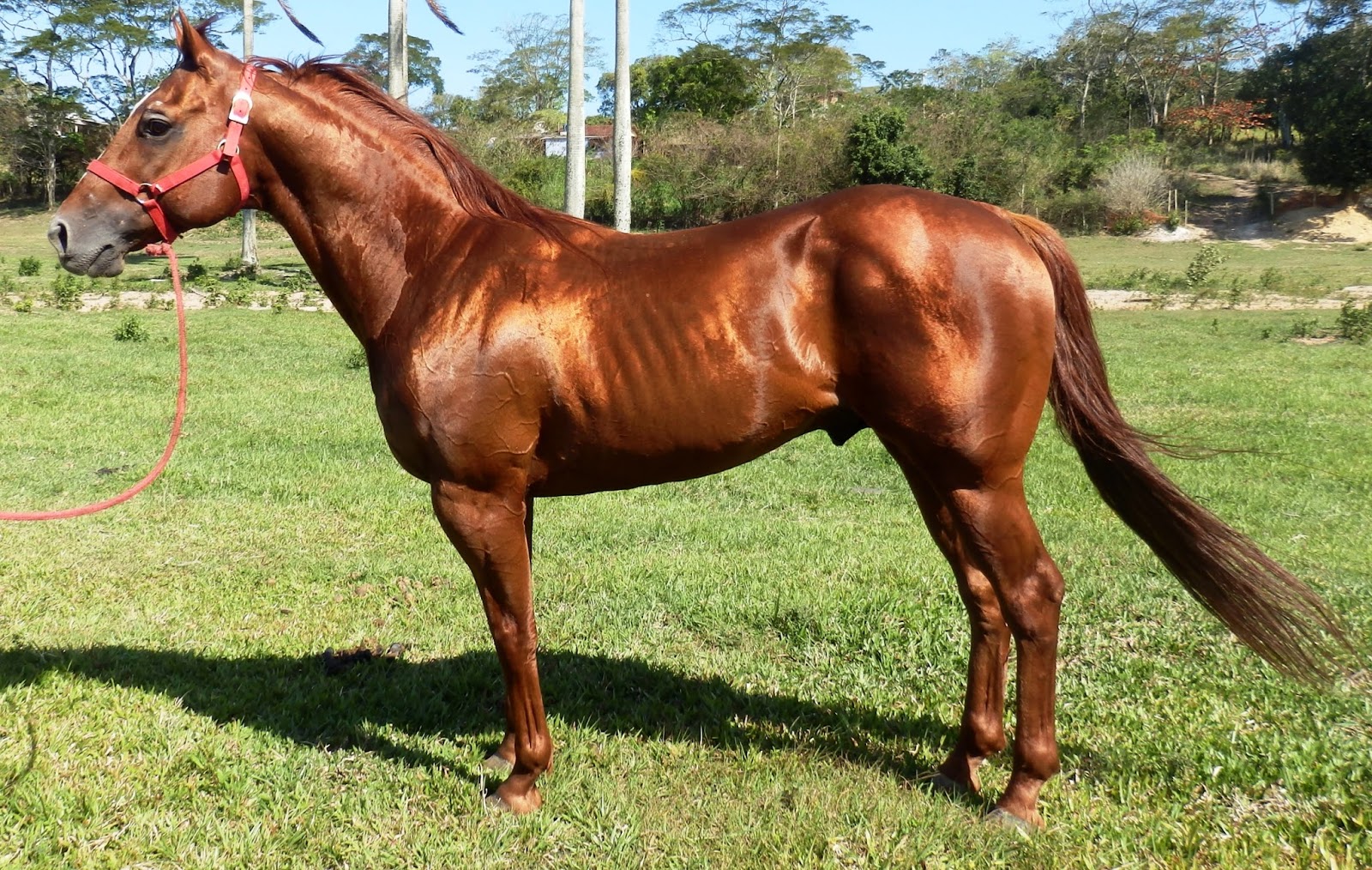 Cavalo Alazão