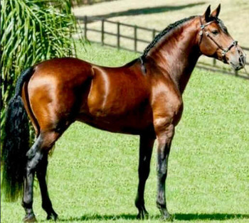 Raça de Cavalo Alter Real: Características, Fotos e História