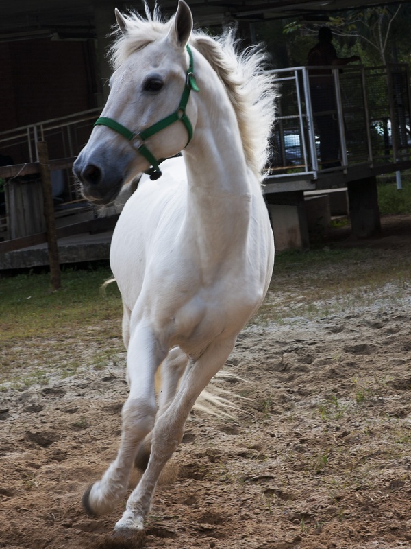 Cavalo Branco