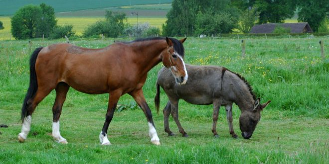 O Que Nasce do Cruzamento do Cavalo Com a Jumenta? | Mundo Ecologia