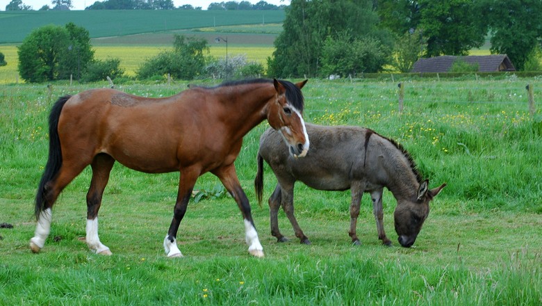 Cavalo Com a Jumenta