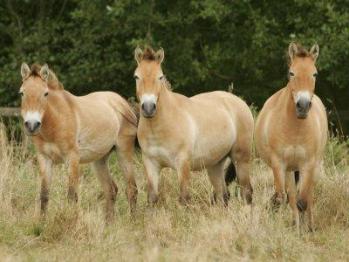 Cavalo-De-Przewalski