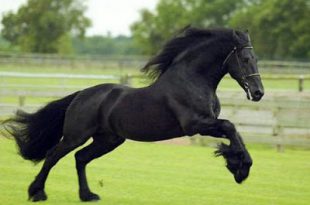 Cavalo Frísio Correndo
