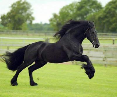 Cavalo Frísio Correndo 