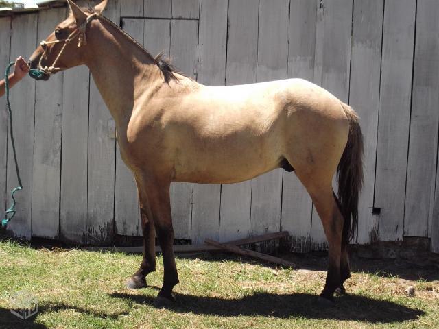 Cavalo Gateado Rosilho