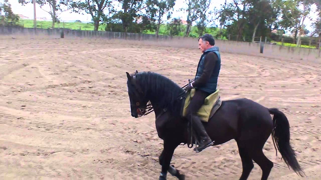 Cavalo Hanoveriano na Fazenda
