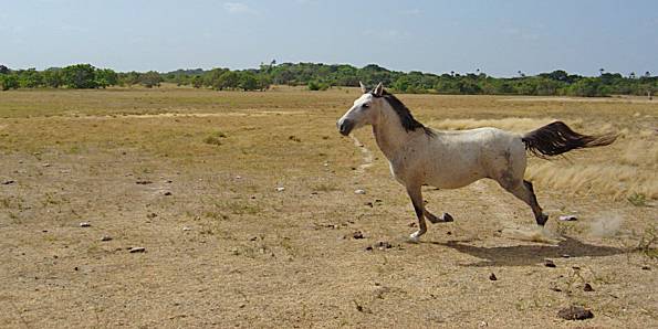 Cavalo Lavradeiro