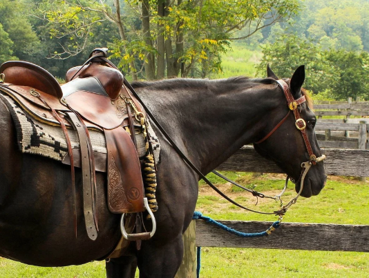 Cavalo Marrom de Sela