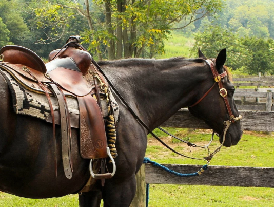 Cavalo Marrom de Sela 