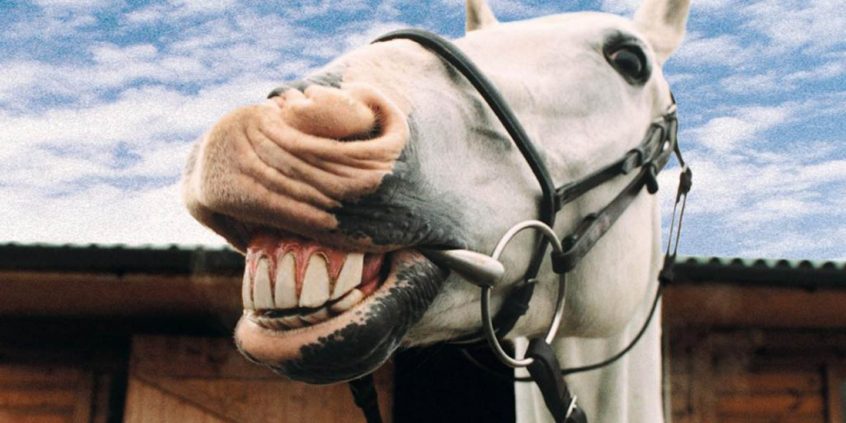 Cavalo Mostrando os Dentes