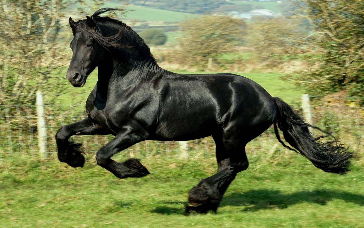 Cavalo Negro