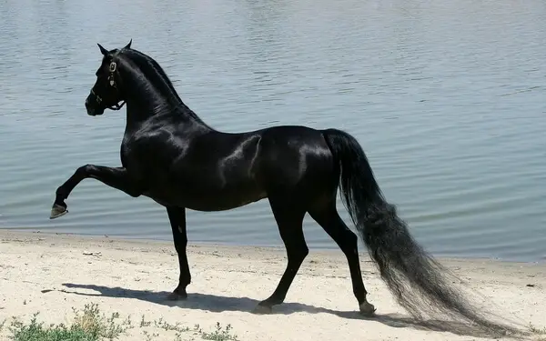 Cavalo Preto