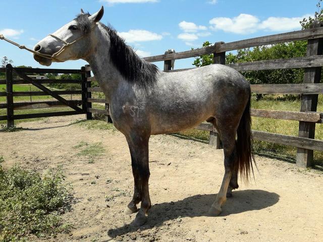 Cavalo Tordilho