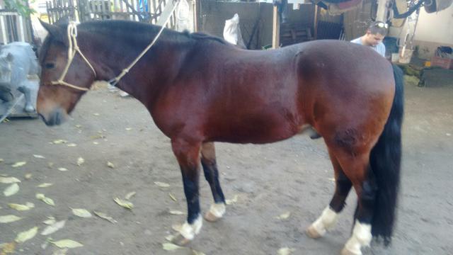 Cavalo Zaino