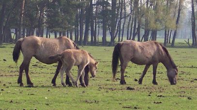 Cavalo de Dülmen