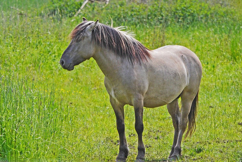 Cavalo de Konik