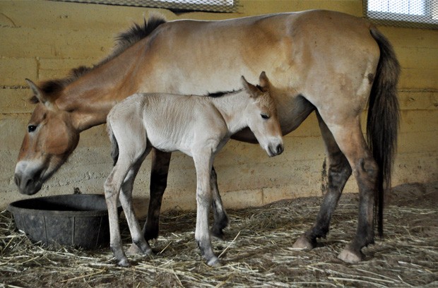 Cavalo-de-Przewalski Com o Filhote
