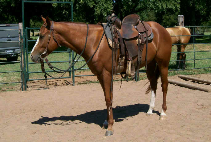 Cavalo de Sela