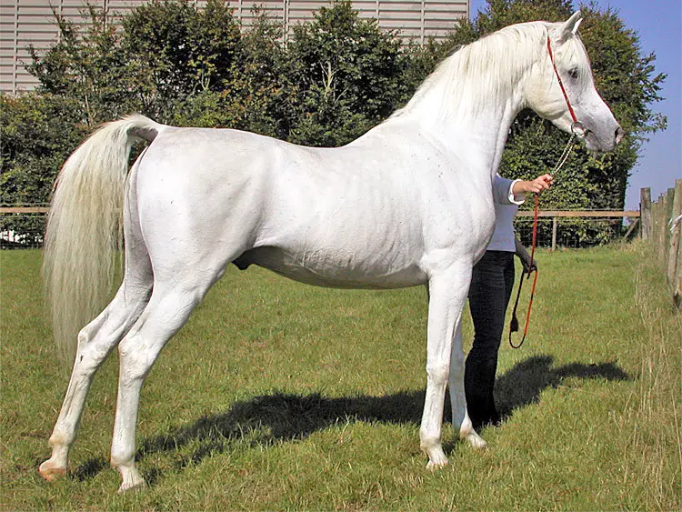 Cavalo Árabe 