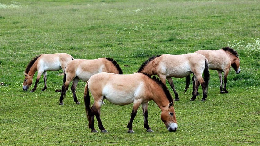 Cavalos-de-Przewalski no Campo 