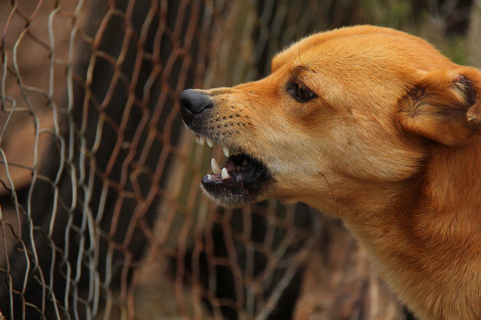 Cão com Agressividade