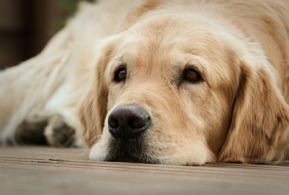 Cão com Edemas