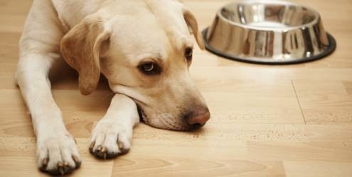 Cão com Falta de Apetite