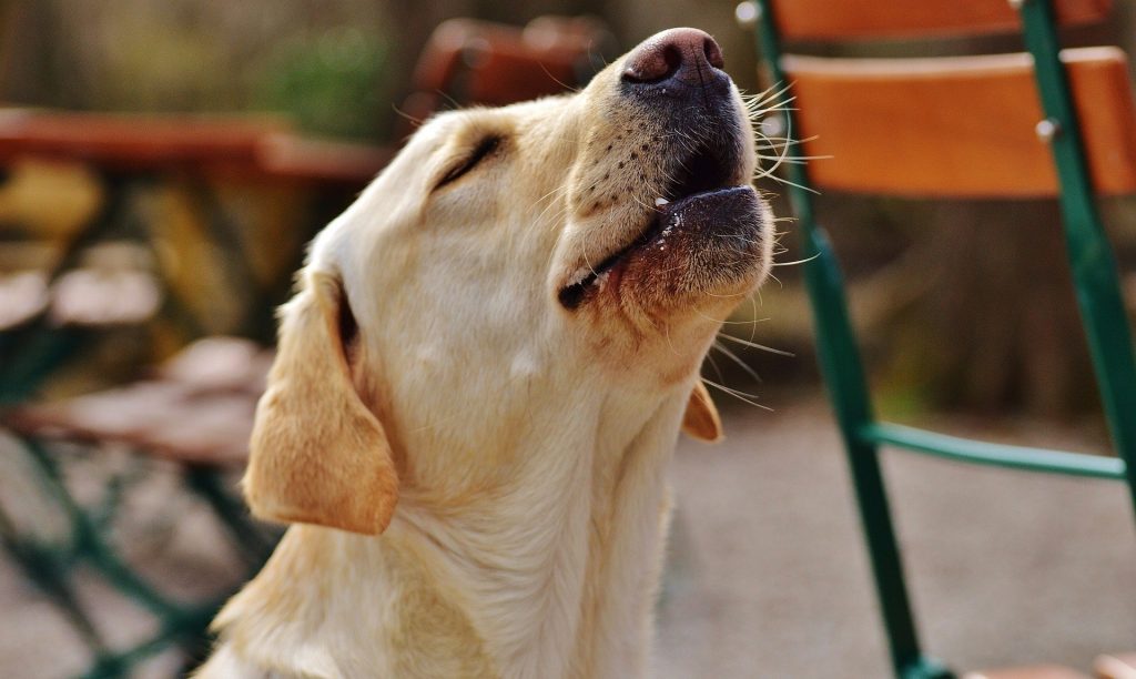 Cão com Vocalizações