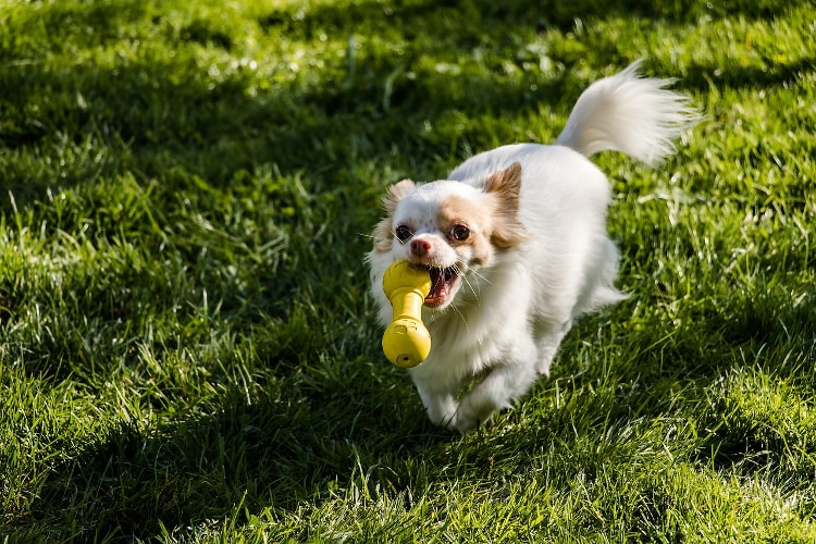 Chihuahua Brincando 