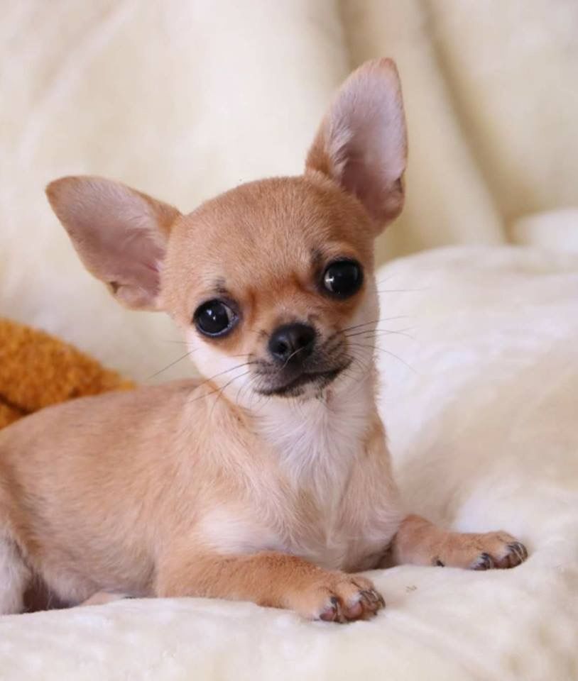 Chihuahua Cabeça De Maça Deitado no Sofá 