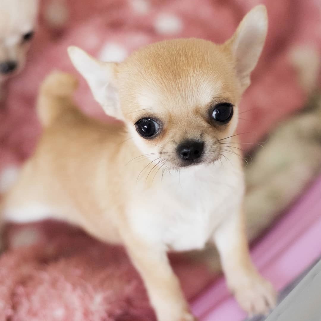 Chihuahua de Pelo Curto