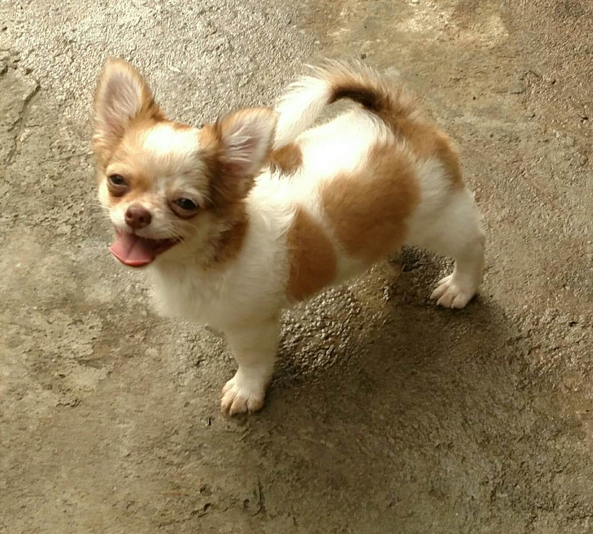 Chihuahua de Pelo Longo