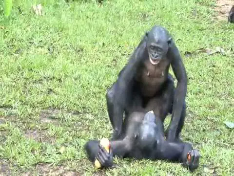Chimpanzé Acasalando 