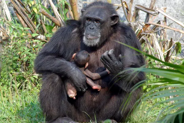 Chimpanzé Alimentando o Filhote 
