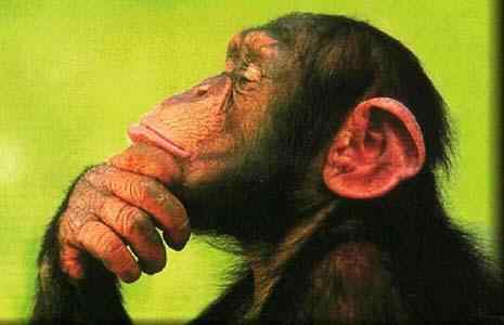 Chimpanzé Aparentemente Pensando
