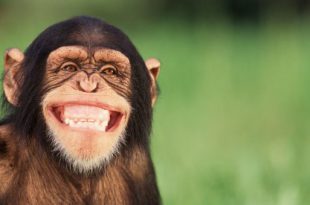 Chimpanzé Fotografado Sorrindo