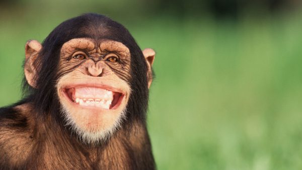 Chimpanzé Fotografado Sorrindo 