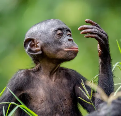 Chimpanzé-Pigmeu
